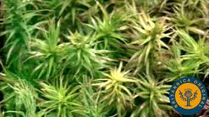 Attēlu rezultāti vaicājumam “Mnium hornum sporophyte”