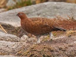 Attēlu rezultāti vaicājumam “Lagopus lagopus”