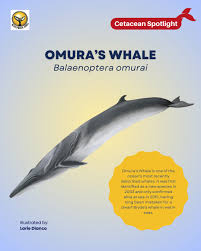 Image result for Balaenoptera omurai