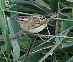 Attēlu rezultāti vaicājumam “Acrocephalus schoenobaenus adult”