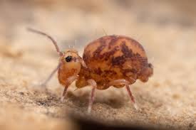 Attēlu rezultāti vaicājumam “Symphypleona”