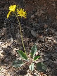 Attēlu rezultāti vaicājumam “Hieracium murorum flower”