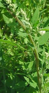 Image result for Chenopodium album