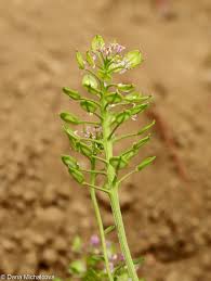 Image result for Iberis amara