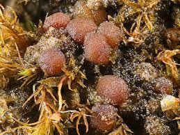 Attēlu rezultāti vaicājumam “Trapelia coarctata”