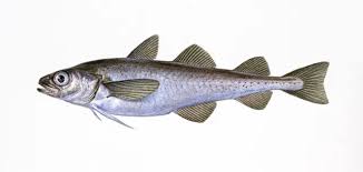 Image result for Arctogadus glacialis