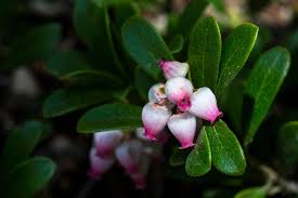 Attēlu rezultāti vaicājumam “Libanotis montana leaf”