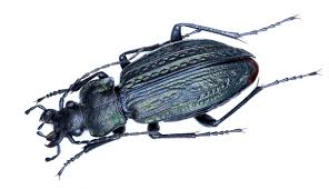 Attēlu rezultāti vaicājumam “Carabus granulatus”