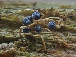 Attēlu rezultāti vaicājumam “Physarum luteolum spores”