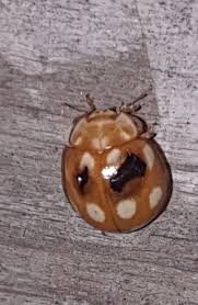 Attēlu rezultāti vaicājumam “Calvia decemguttata”