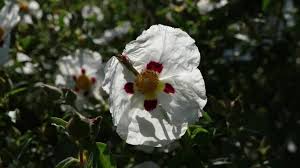 Attēlu rezultāti vaicājumam “Cistaceae”