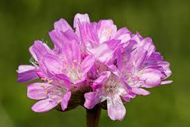 Image result for Grasnelke