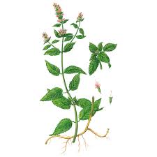 Image result for Pfefferminze