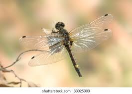 Attēlu rezultāti vaicājumam “Leucorrhinia pectoralis female”