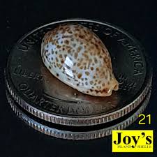 Attēlu rezultāti vaicājumam “Cribraria martinii macro”