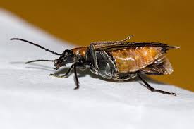 Attēlu rezultāti vaicājumam “Anogcodes melanurus”