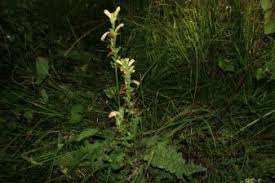 Attēlu rezultāti vaicājumam “Pedicularis sceptrum-carolinum”