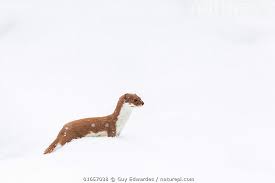 Attēlu rezultāti vaicājumam “Mustela nivalis”