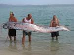 oarfish video