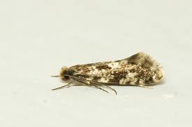 Attēlu rezultāti vaicājumam “Nemapogon cloacella”