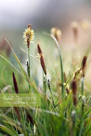 Attēlu rezultāti vaicājumam “Carex panicea fruit”