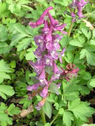 Attēlu rezultāti vaicājumam “Corydalis cava”