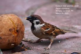 Attēlu rezultāti vaicājumam “Passer montanus adult”