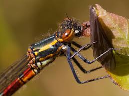 Attēlu rezultāti vaicājumam “Pyrrhosoma nymphula”