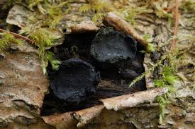 Attēlu rezultāti vaicājumam “Biscogniauxia repanda”