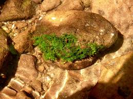 Attēlu rezultāti vaicājumam “Riccardia chamaedryfolia”