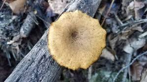 Attēlu rezultāti vaicājumam “Polyporus varius”