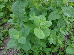 Image result for Mentha piperita