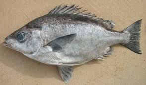 Image result for Platycephalus richardsoni