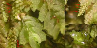 Attēlu rezultāti vaicājumam “Lophocolea coadunata”