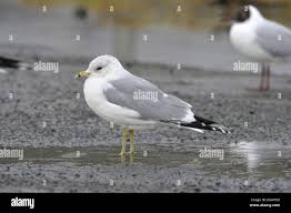 Attēlu rezultāti vaicājumam “Larus canus”