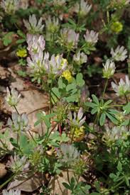 Attēlu rezultāti vaicājumam “Anthyllis maritima leaf”