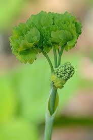Attēlu rezultāti vaicājumam “Thalictrum flavum bud”