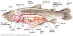 Trends in Chordate Evolution