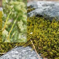 Attēlu rezultāti vaicājumam “Plagiomnium cuspidatum sporophyte”