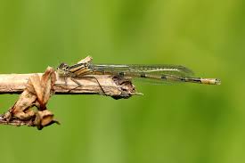 Attēlu rezultāti vaicājumam “Enallagma cyathigerum male”