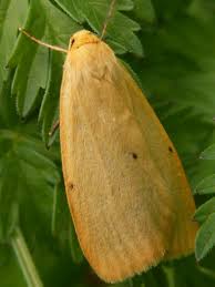 Attēlu rezultāti vaicājumam “Cybosia mesomella”