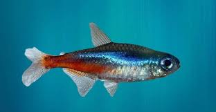 Image result for vissen