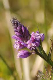 Attēlu rezultāti vaicājumam “Polygala comosa flower”