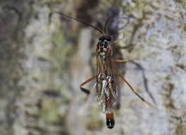 Attēlu rezultāti vaicājumam “Badhamiopsis scripta macro”
