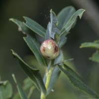 Attēlu rezultāti vaicājumam “Euura acutifoliae”