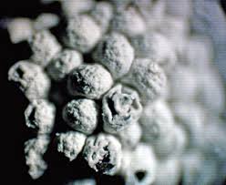 Attēlu rezultāti vaicājumam “Diderma spumarioides young”