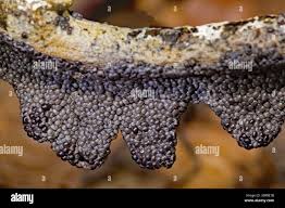 Attēlu rezultāti vaicājumam “Physarum cinereum macro”