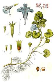 Image result for Glechoma hederacea