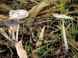 Attēlu rezultāti vaicājumam “Coprinus lagopus”