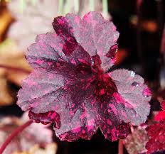 Image result for Heuchera `Midnight Rose`